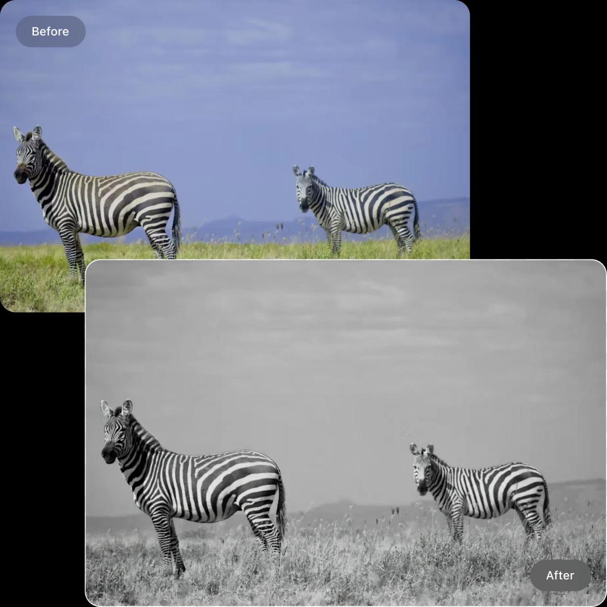 color_photo_to_black_and_white feature image 1